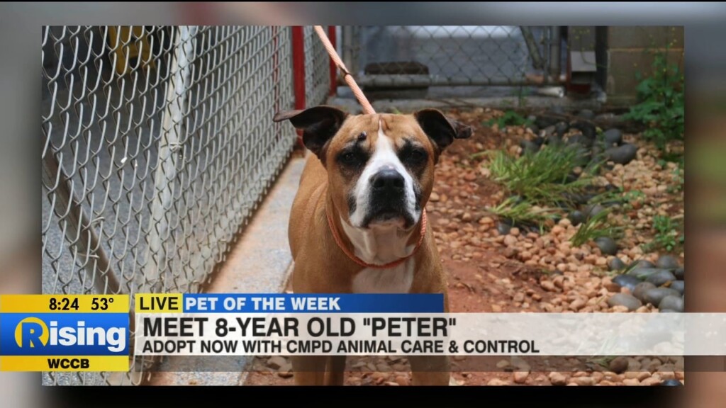 Pet Of The Week: Meet Peter!
