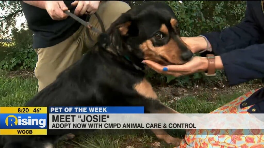 Pet Of The Week: Meet Josie!