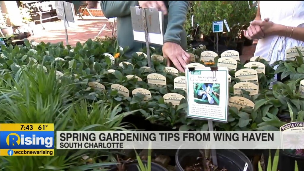 Spring Gardening