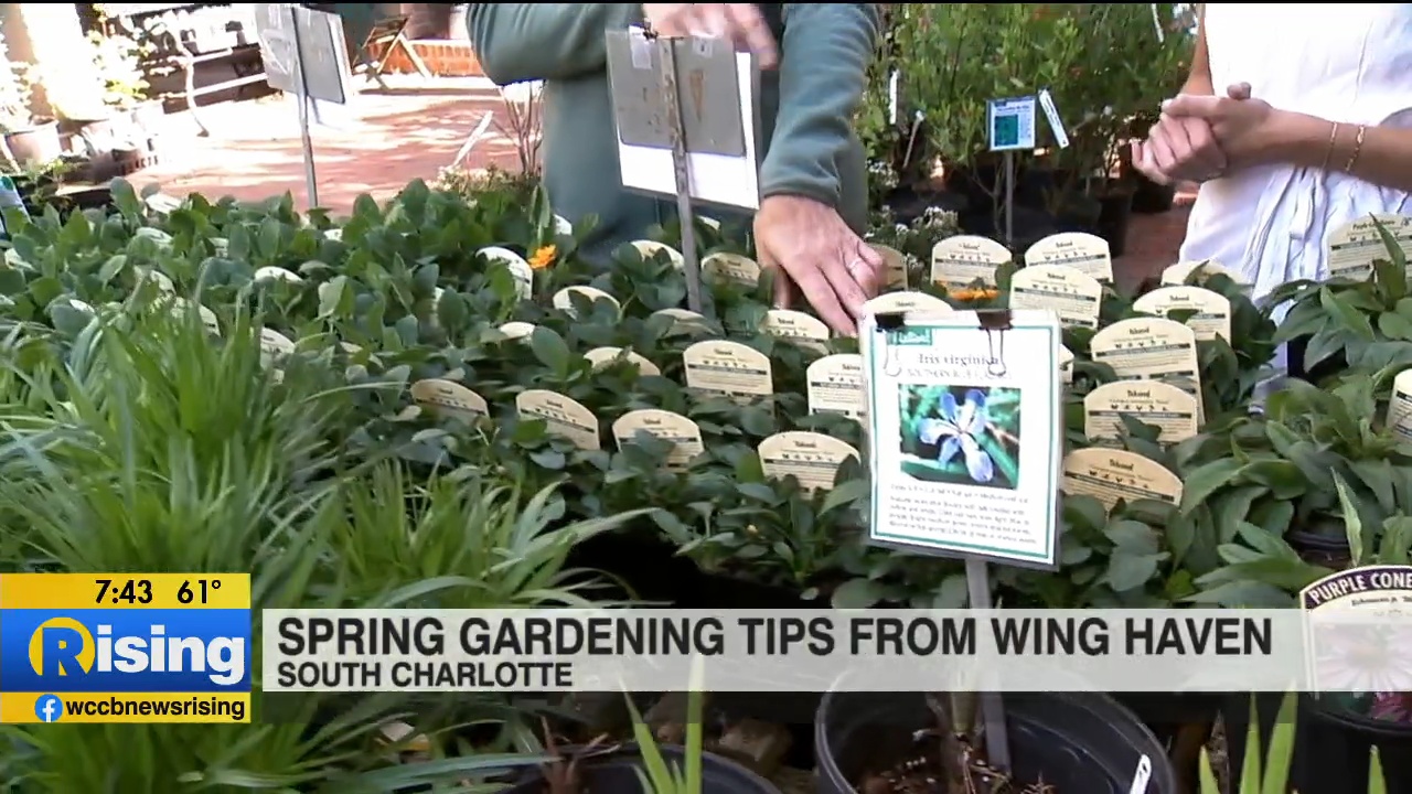 Rising's Rachael Maurer Visits Charlotte's Wing Haven Nursery WCCB