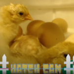 Chicken 3