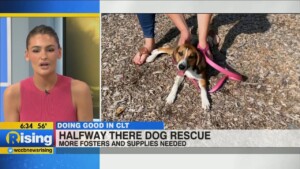 Rachael Visit Halfway There Rescue To Meet Some Of The Dog Fosters!