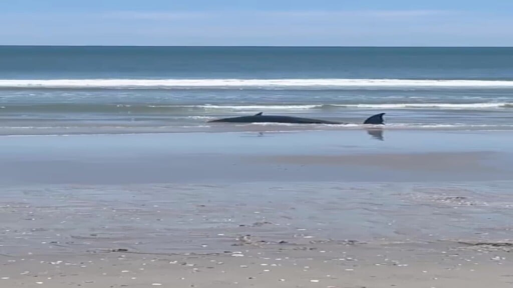 Myrtle Beach Whale