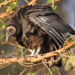 19604229 Black Vulture Coragyps Atratus Perched In A Tree