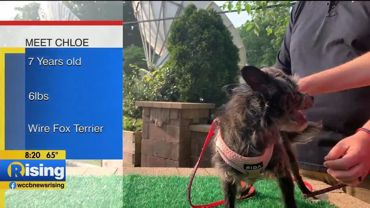 Pet Of The Week: Meet Chloe! - WCCB Charlotte's CW