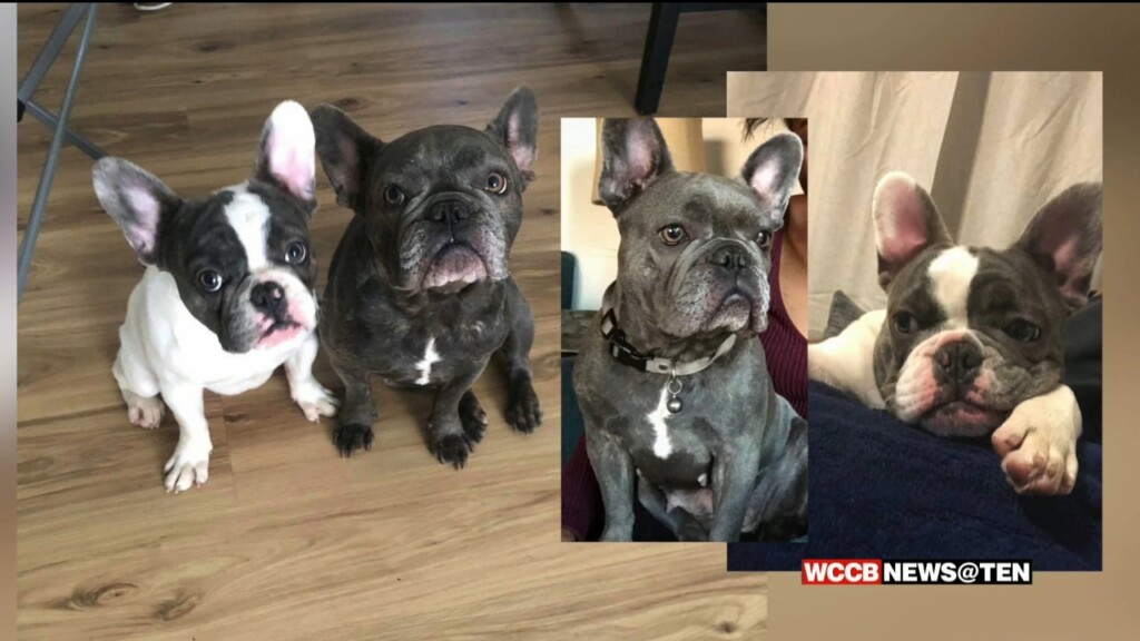 $4,000 Reward Offered For 2 Stolen French Bulldogs