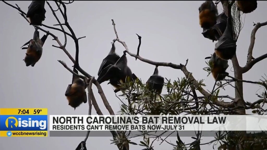 Nc Law Makes It Illegal To Remove Bats During Protected Season