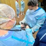 1 Crc Veterinarian Dr Tracey Ritzman Administers Vaccine To A Black Vultures