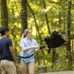 Carolina Raptor Centers Ambassador Black Vulture Nebari Flies To A Trainers Glove As Part Of An Education Program