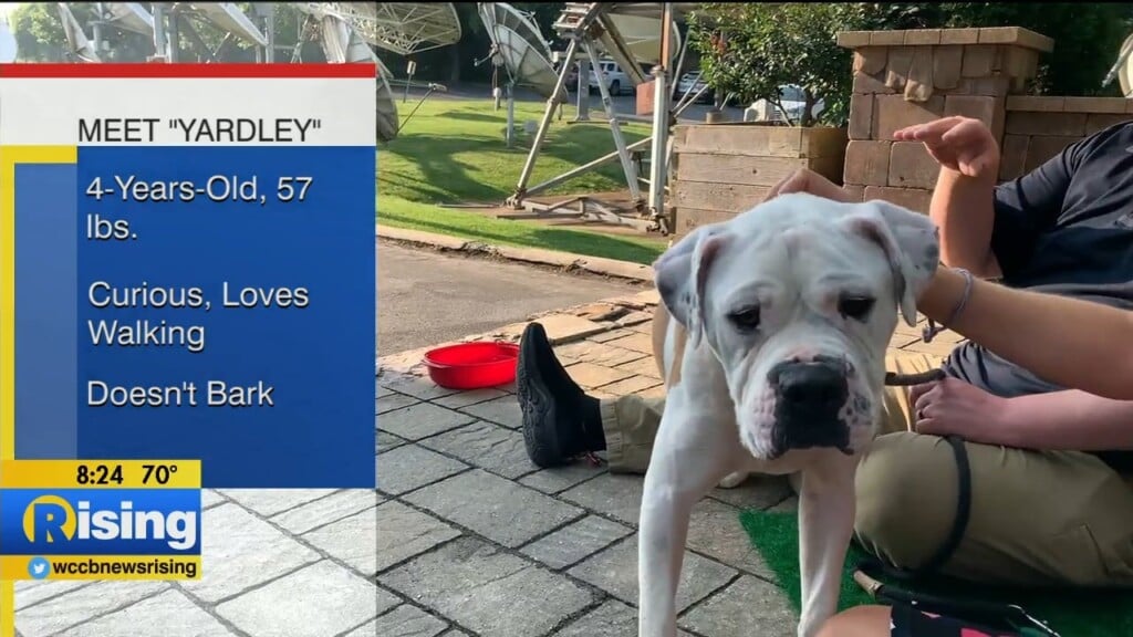 Pet Of The Week: Meet Yardley