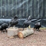 1 The Black Vultures Preen Their Feathers Immediately After Being Vaccinated