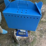 1 Weighing A Black Vulture