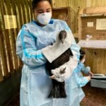 1 Carolina Raptor Center Staff Member Milan Starr Holds A Black Vulture In Preparation For Vaccination