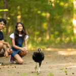Nebari One Of The Carolina Raptor Centers Avian Ambassadors Comes Out For Programs Daily