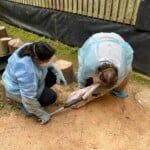 1 Carolina Raptor Center Staff Catch The Black Vultures Out Of Their Enclosures Using Soft Sided Nets