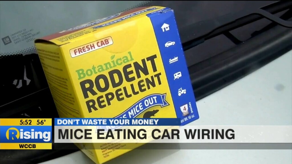 Don't Waste Your Money: Mice Eating Wiring