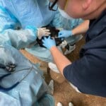 1 North Carolina Department Of Agriculture State Veterinarian Dr Mike Martin Administers The Vaccine Just Beneath The Skin Of A Black Vultures Back