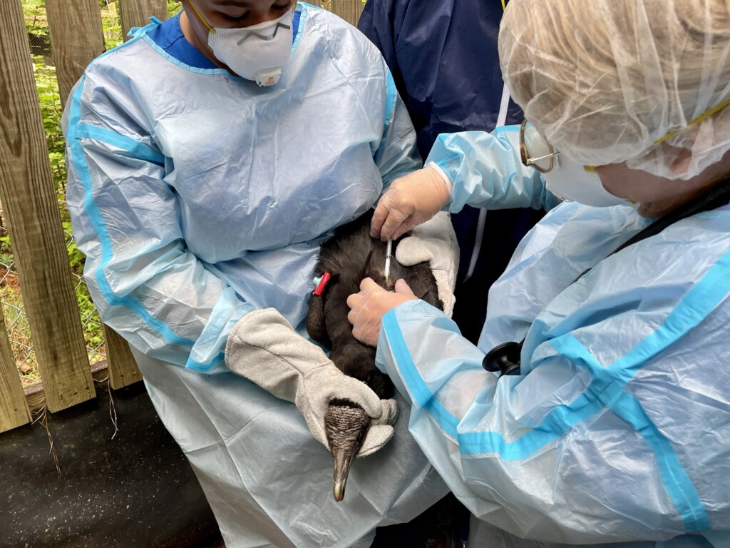 1 Dr Tracey Ritzman Of The Carolina Raptor Center Injects A Black Vulture With The Zoetis Hpai Vaccine