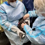1 Dr Tracey Ritzman Of The Carolina Raptor Center Injects A Black Vulture With The Zoetis Hpai Vaccine