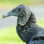 Closeup,head,shot,of,a,black,vulture
