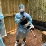 1 Carolina Raptor Center Hospital Manager Sunny Cooper Holds A Black Vulture While Veterinarians Prepare The Vaccine