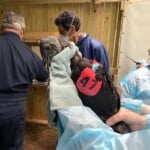 1 Black Vulture Number 47 Is The First Bird To Be Vaccinated With The Zoetis Avian Influenza Vaccine In The United States