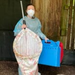1 Carolina Raptor Center Trainer And Welfare Coordinator Hailey Patton Prepares To Net The Vultures And Place Them Into Holding Boxesfor Vaccination