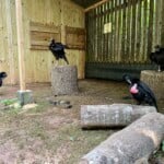 1 The Black Vultures Preen And Ruffle Their Feathers After Receiving Their Second Dose Of Vaccination