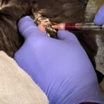 1 Blood Is Drawn From A Black Vulture At The Carolina Raptor Center For Analysis
