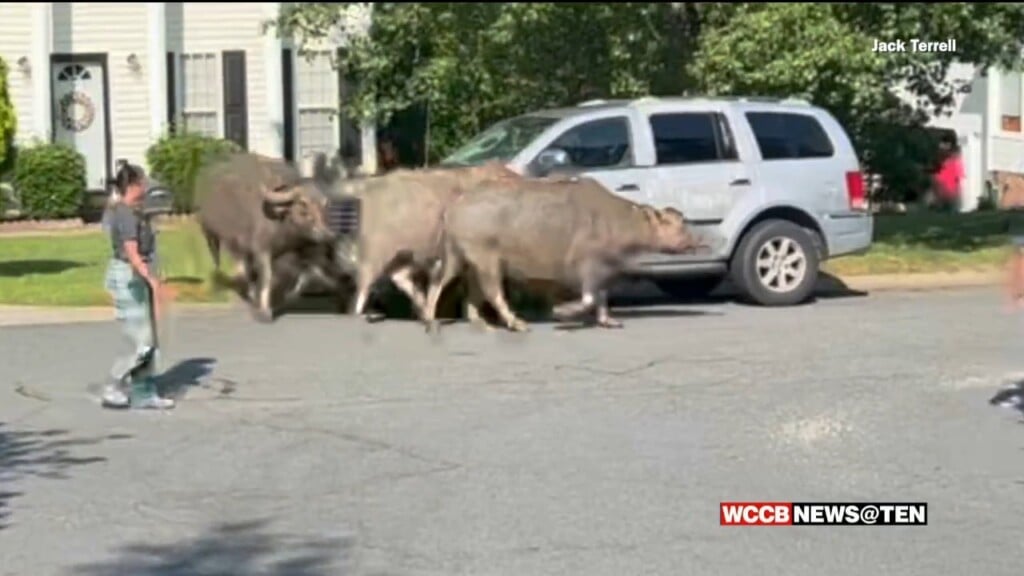 Water Buffalo Loose In Charlotte