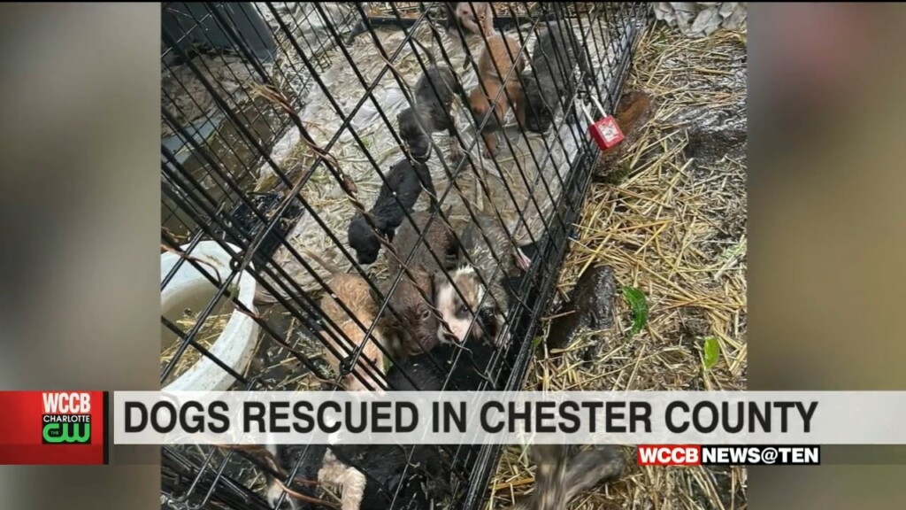 Puppies Rescued In Chester County