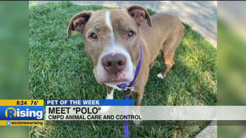 Pet Of The Week: Meet Polo