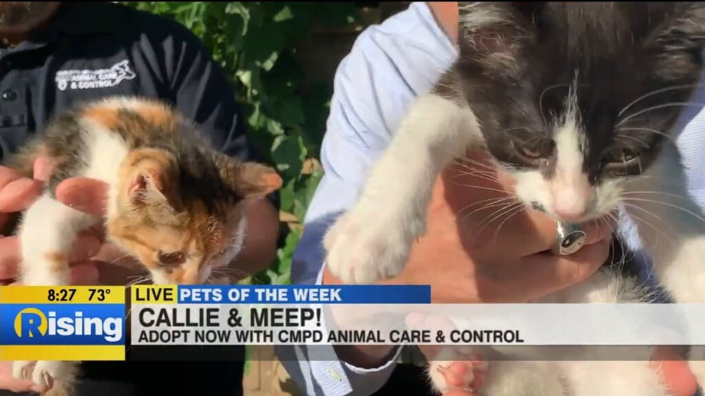 Pet Of The Week: Meet Callie & Meep