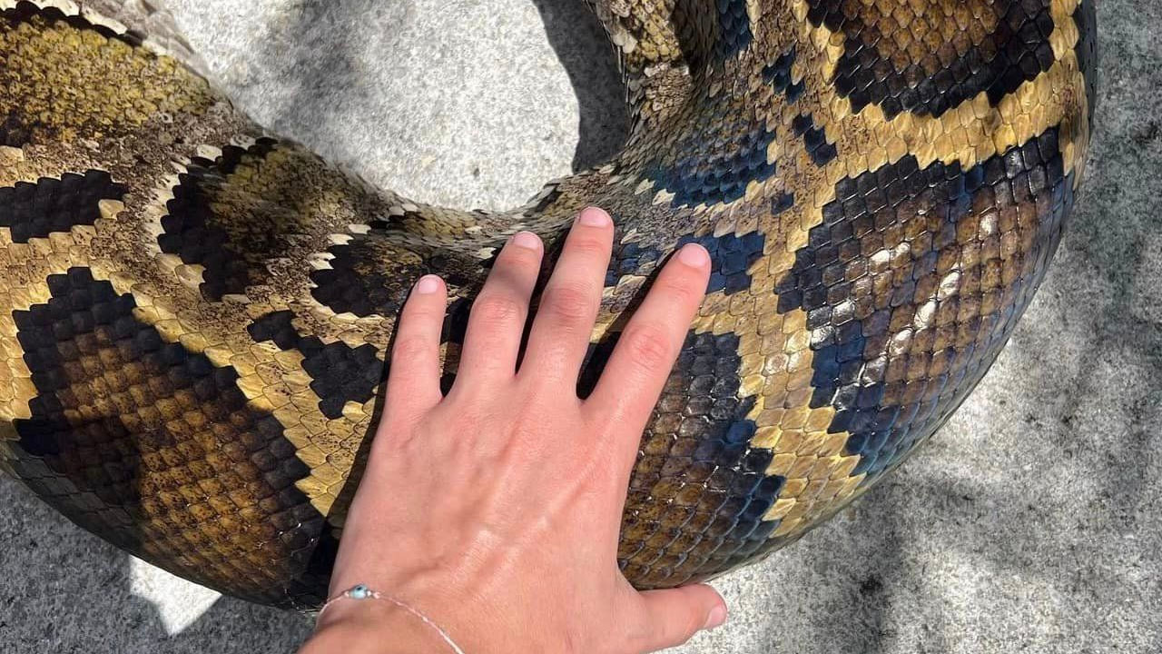 19-Foot Burmese Python Caught In Florida Sets New Record - WCCB ...