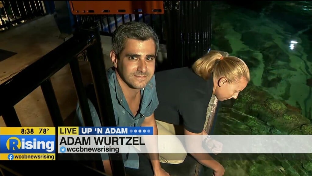 Up 'n Adam: Sealife Summer Of Sharks