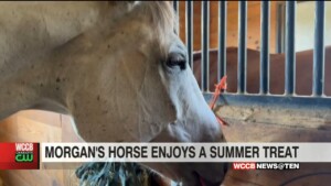 Ice Pops For Animals