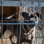 Nc Dogfighting Rescue