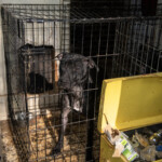 Nc Dogfighting Rescue