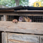 Nc Dogfighting Rescue