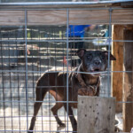 Nc Dogfighting Rescue