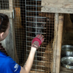 Nc Dogfighting Rescue