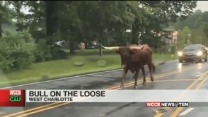 Bull Loose In Charlotte