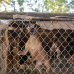 Nc Dogfighting Rescue