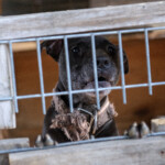Nc Dogfighting Rescue