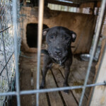 Nc Dogfighting Rescue