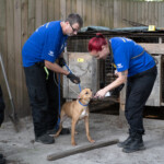 Nc Dogfighting Rescue