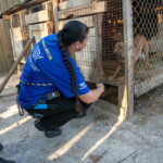 Nc Dogfighting Rescue