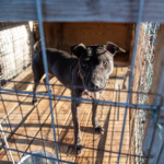 Nc Dogfighting Rescue
