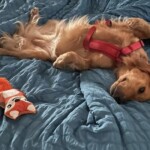 Lucybed