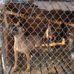 Nc Dogfighting Rescue